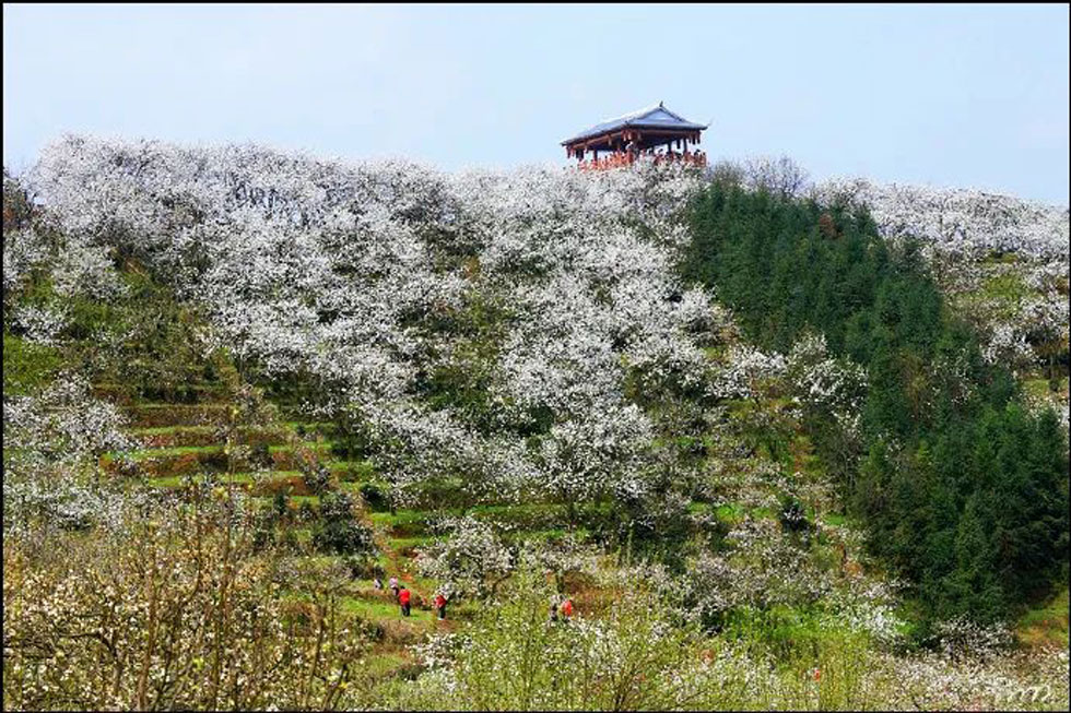 【春天，广西桂林灌阳县向您发出邀请！】我们在灌阳看梨花 - 游山玩水 - 天水生活社区 - 天水28生活网 tianshui.28life.net