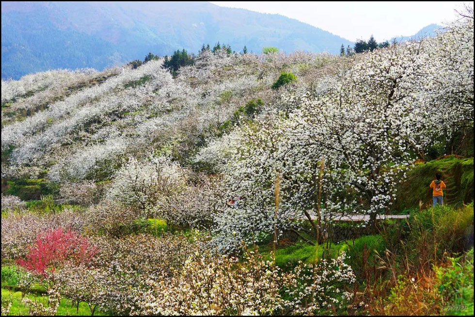 【春天，广西桂林灌阳县向您发出邀请！】我们在灌阳看梨花 - 游山玩水 - 天水生活社区 - 天水28生活网 tianshui.28life.net