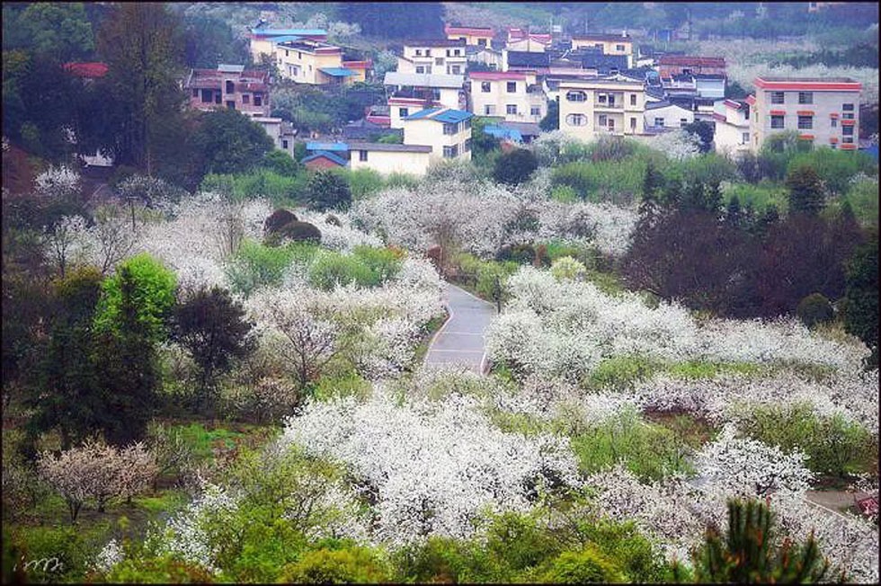 【春天，广西桂林灌阳县向您发出邀请！】我们在灌阳看梨花 - 游山玩水 - 天水生活社区 - 天水28生活网 tianshui.28life.net