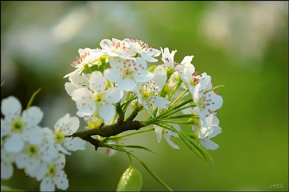 【春天，广西桂林灌阳县向您发出邀请！】我们在灌阳看梨花 - 游山玩水 - 天水生活社区 - 天水28生活网 tianshui.28life.net
