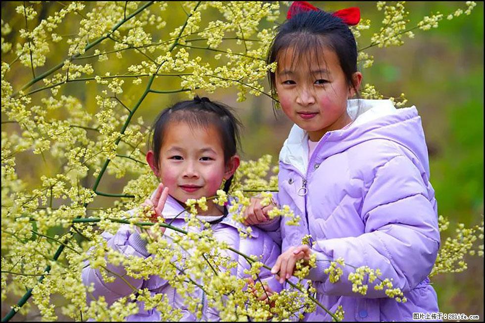 【春天，广西桂林灌阳县向您发出邀请！】米珠山前有片山苍子花在飘香 - 游山玩水 - 天水生活社区 - 天水28生活网 tianshui.28life.net