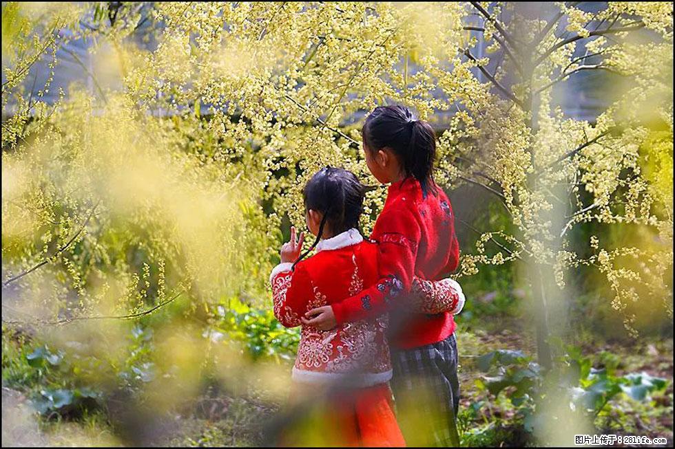 【春天，广西桂林灌阳县向您发出邀请！】米珠山前有片山苍子花在飘香 - 游山玩水 - 天水生活社区 - 天水28生活网 tianshui.28life.net
