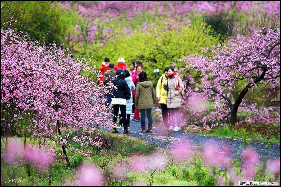 【春天，广西桂林灌阳县向您发出邀请！】官庄村有个醉美的桃花园 - 游山玩水 - 天水生活社区 - 天水28生活网 tianshui.28life.net