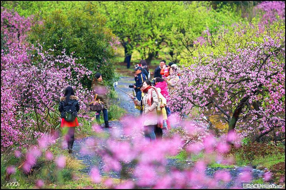 【春天，广西桂林灌阳县向您发出邀请！】官庄村有个醉美的桃花园 - 游山玩水 - 天水生活社区 - 天水28生活网 tianshui.28life.net