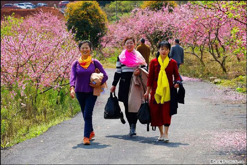 【春天，广西桂林灌阳县向您发出邀请！】官庄村有个醉美的桃花园 - 游山玩水 - 天水生活社区 - 天水28生活网 tianshui.28life.net