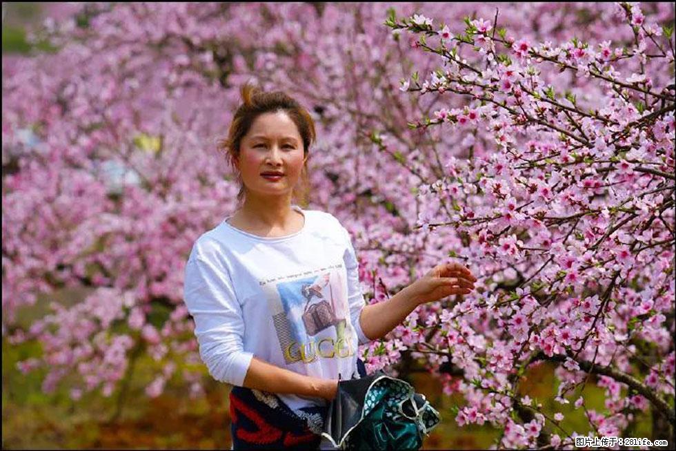 【春天，广西桂林灌阳县向您发出邀请！】官庄村有个醉美的桃花园 - 游山玩水 - 天水生活社区 - 天水28生活网 tianshui.28life.net