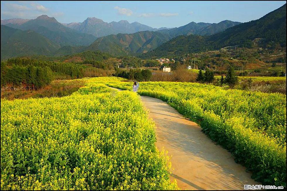 【春天，广西桂林灌阳县向您发出邀请！】长坪村油菜盛情花开 - 游山玩水 - 天水生活社区 - 天水28生活网 tianshui.28life.net