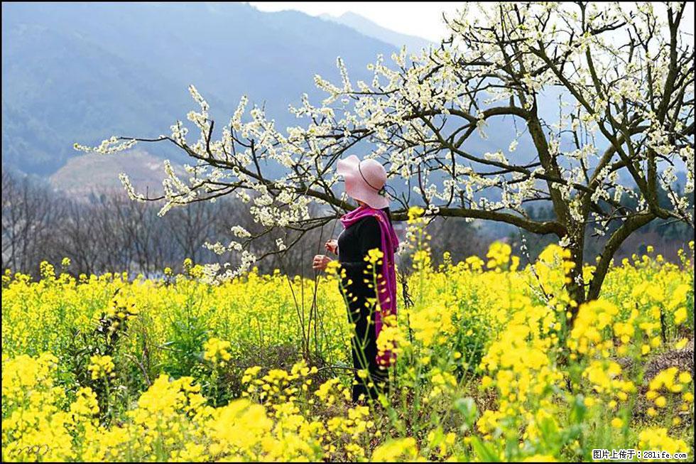 【春天，广西桂林灌阳县向您发出邀请！】长坪村油菜盛情花开 - 游山玩水 - 天水生活社区 - 天水28生活网 tianshui.28life.net