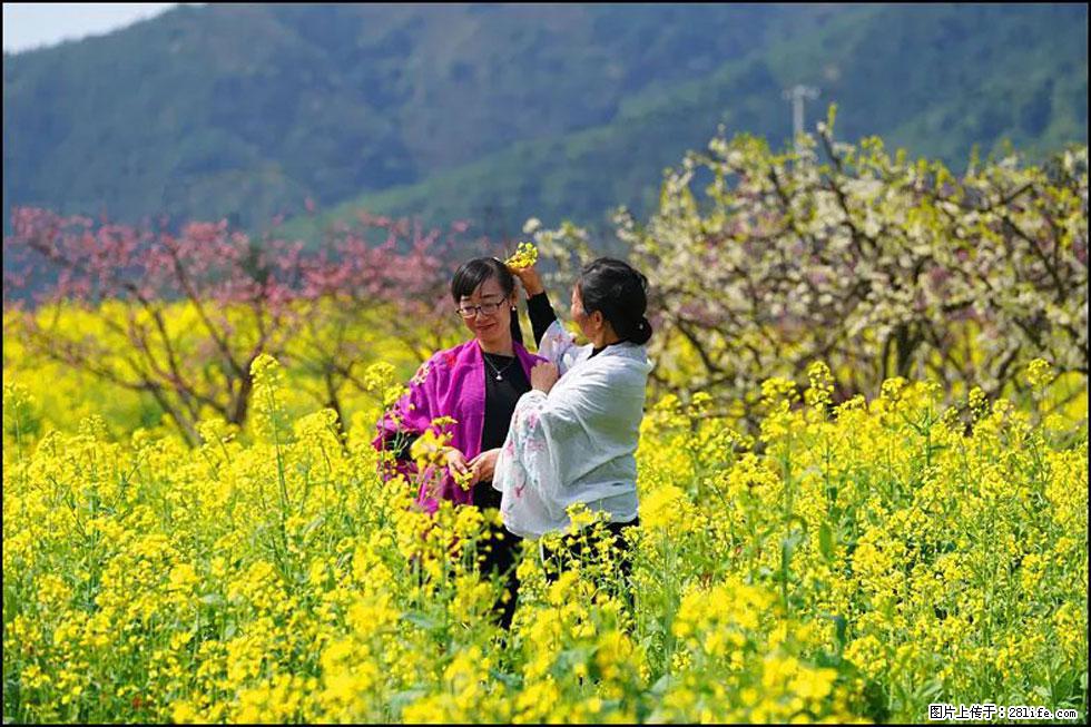 【春天，广西桂林灌阳县向您发出邀请！】长坪村油菜盛情花开 - 游山玩水 - 天水生活社区 - 天水28生活网 tianshui.28life.net