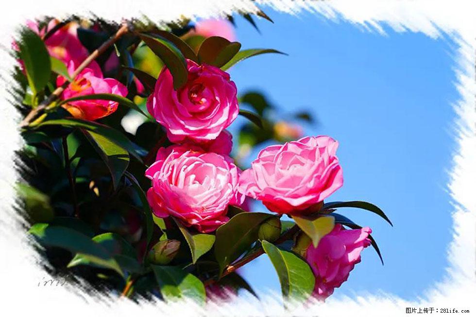 【春天，广西桂林灌阳县向您发出邀请！】杨柳井茶花惹人爱 - 游山玩水 - 天水生活社区 - 天水28生活网 tianshui.28life.net