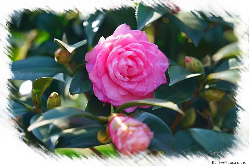 【春天，广西桂林灌阳县向您发出邀请！】杨柳井茶花惹人爱 - 游山玩水 - 天水生活社区 - 天水28生活网 tianshui.28life.net