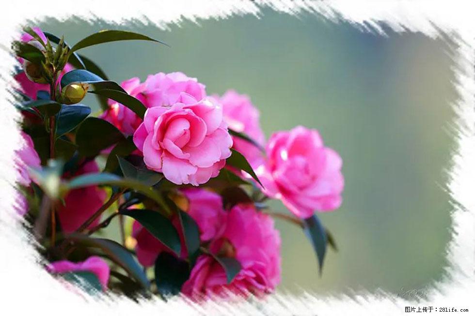 【春天，广西桂林灌阳县向您发出邀请！】杨柳井茶花惹人爱 - 游山玩水 - 天水生活社区 - 天水28生活网 tianshui.28life.net