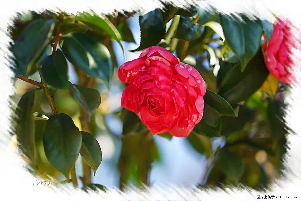 【春天，广西桂林灌阳县向您发出邀请！】杨柳井茶花惹人爱 - 游山玩水 - 天水生活社区 - 天水28生活网 tianshui.28life.net