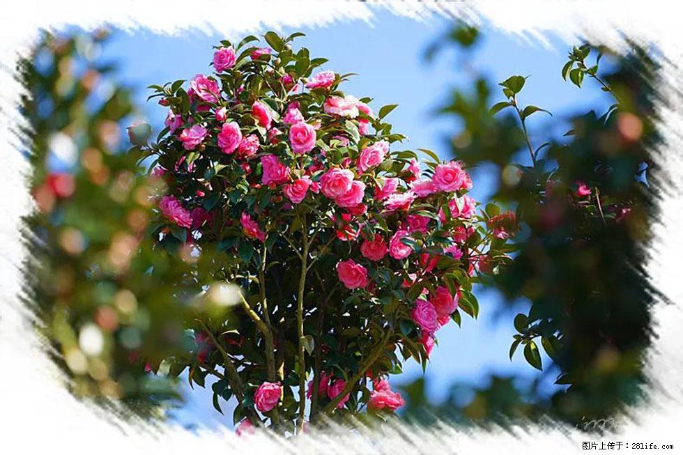 【春天，广西桂林灌阳县向您发出邀请！】杨柳井茶花惹人爱 - 游山玩水 - 天水生活社区 - 天水28生活网 tianshui.28life.net