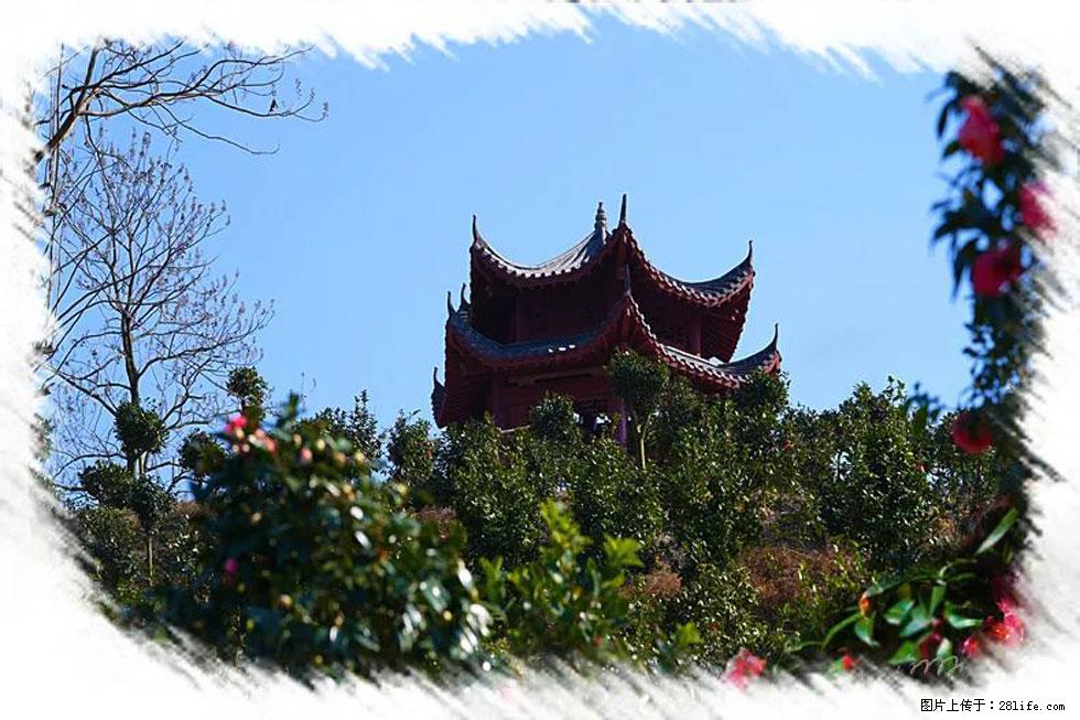 【春天，广西桂林灌阳县向您发出邀请！】杨柳井茶花惹人爱 - 游山玩水 - 天水生活社区 - 天水28生活网 tianshui.28life.net