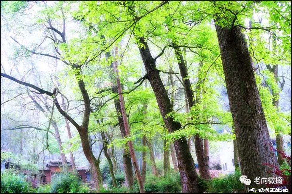【春天，广西桂林灌阳县向您发出邀请！】在小龙村与春天约会 - 游山玩水 - 天水生活社区 - 天水28生活网 tianshui.28life.net