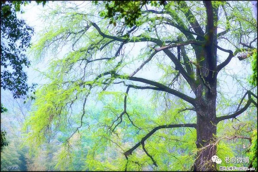 【春天，广西桂林灌阳县向您发出邀请！】在小龙村与春天约会 - 游山玩水 - 天水生活社区 - 天水28生活网 tianshui.28life.net