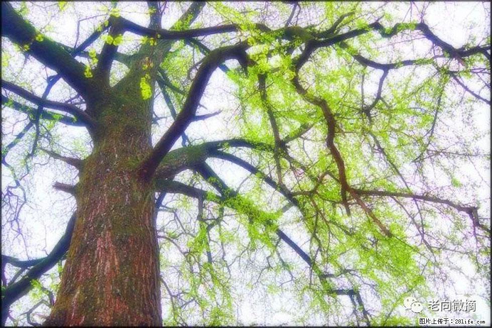 【春天，广西桂林灌阳县向您发出邀请！】在小龙村与春天约会 - 游山玩水 - 天水生活社区 - 天水28生活网 tianshui.28life.net