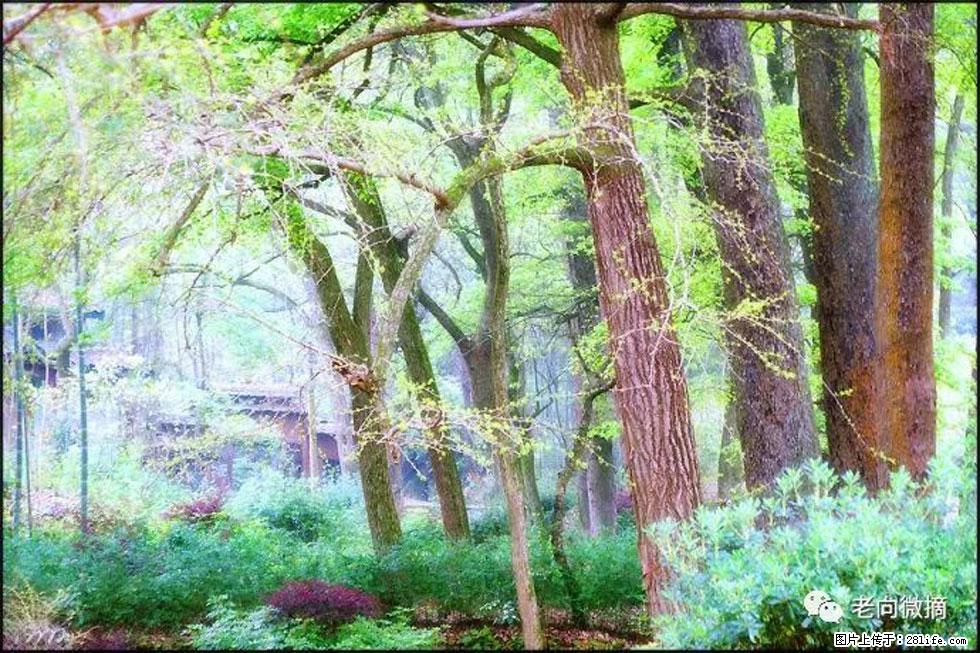 【春天，广西桂林灌阳县向您发出邀请！】在小龙村与春天约会 - 游山玩水 - 天水生活社区 - 天水28生活网 tianshui.28life.net