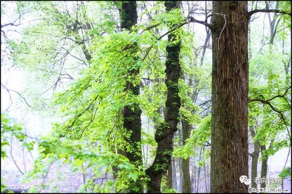 【春天，广西桂林灌阳县向您发出邀请！】在小龙村与春天约会 - 游山玩水 - 天水生活社区 - 天水28生活网 tianshui.28life.net