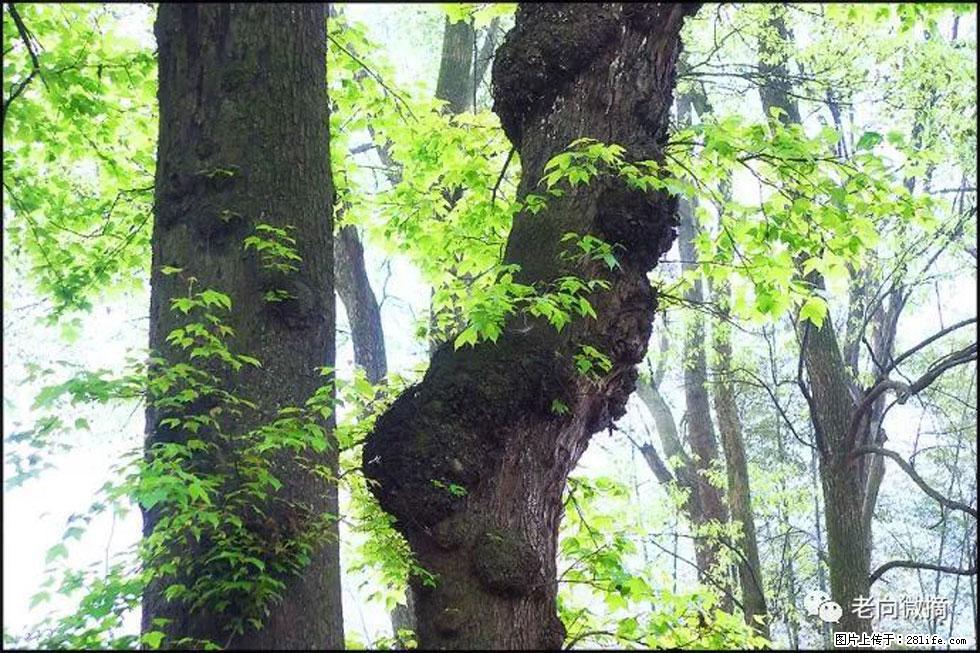 【春天，广西桂林灌阳县向您发出邀请！】在小龙村与春天约会 - 游山玩水 - 天水生活社区 - 天水28生活网 tianshui.28life.net