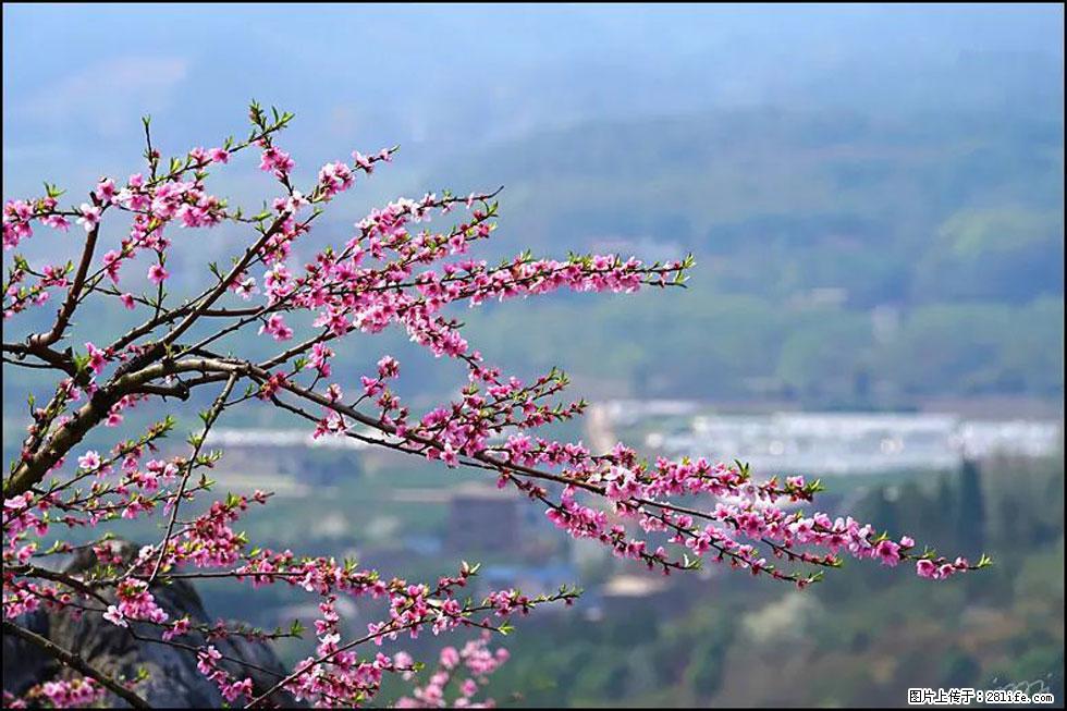 【春天，广西桂林灌阳县向您发出邀请！】望月岭上桃花开 - 游山玩水 - 天水生活社区 - 天水28生活网 tianshui.28life.net