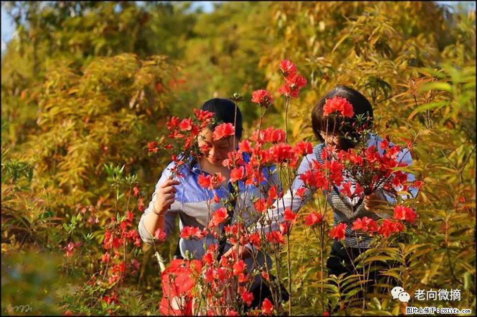 【春天，广西桂林灌阳县向您发出邀请！】登麒麟山，相约映山红 - 游山玩水 - 天水生活社区 - 天水28生活网 tianshui.28life.net