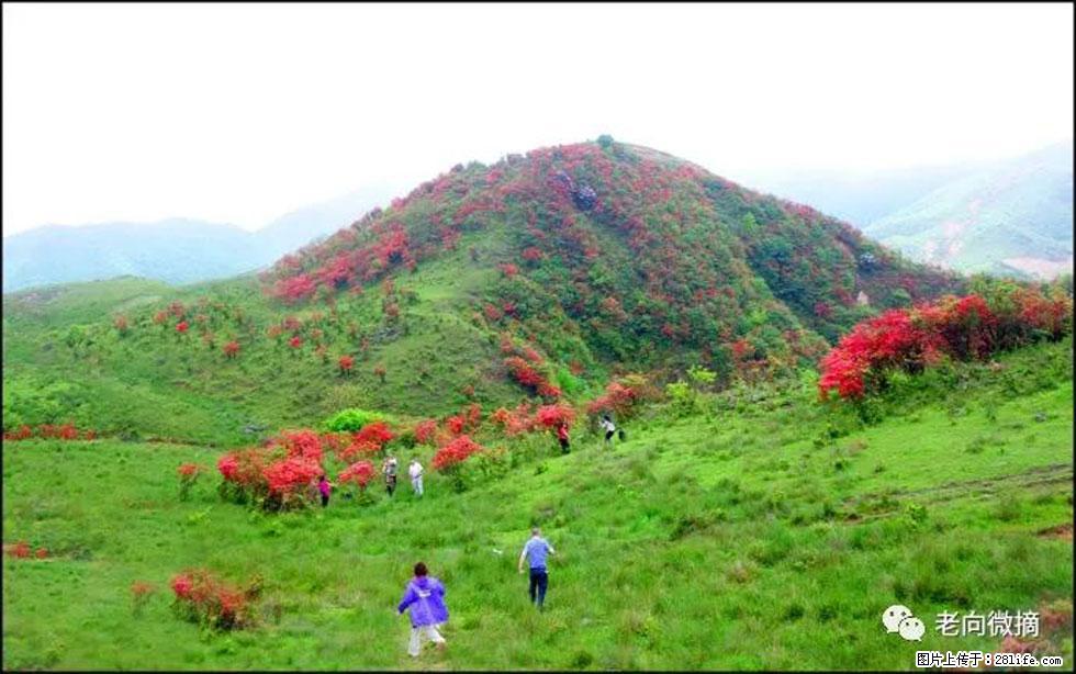 【春天，广西桂林灌阳县向您发出邀请！】宝盖山上映山红 - 游山玩水 - 天水生活社区 - 天水28生活网 tianshui.28life.net