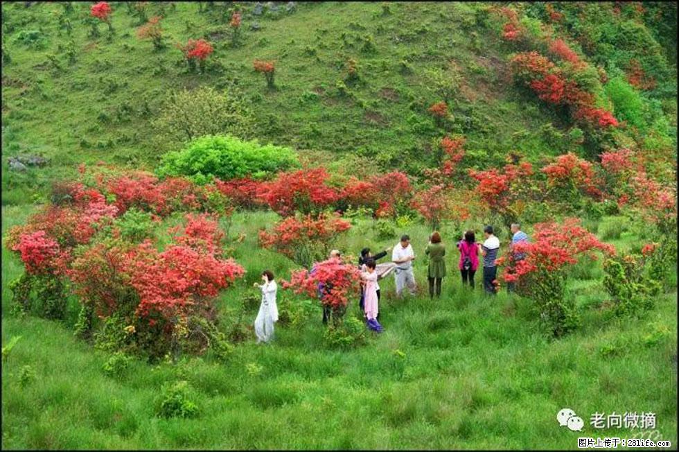 【春天，广西桂林灌阳县向您发出邀请！】宝盖山上映山红 - 游山玩水 - 天水生活社区 - 天水28生活网 tianshui.28life.net