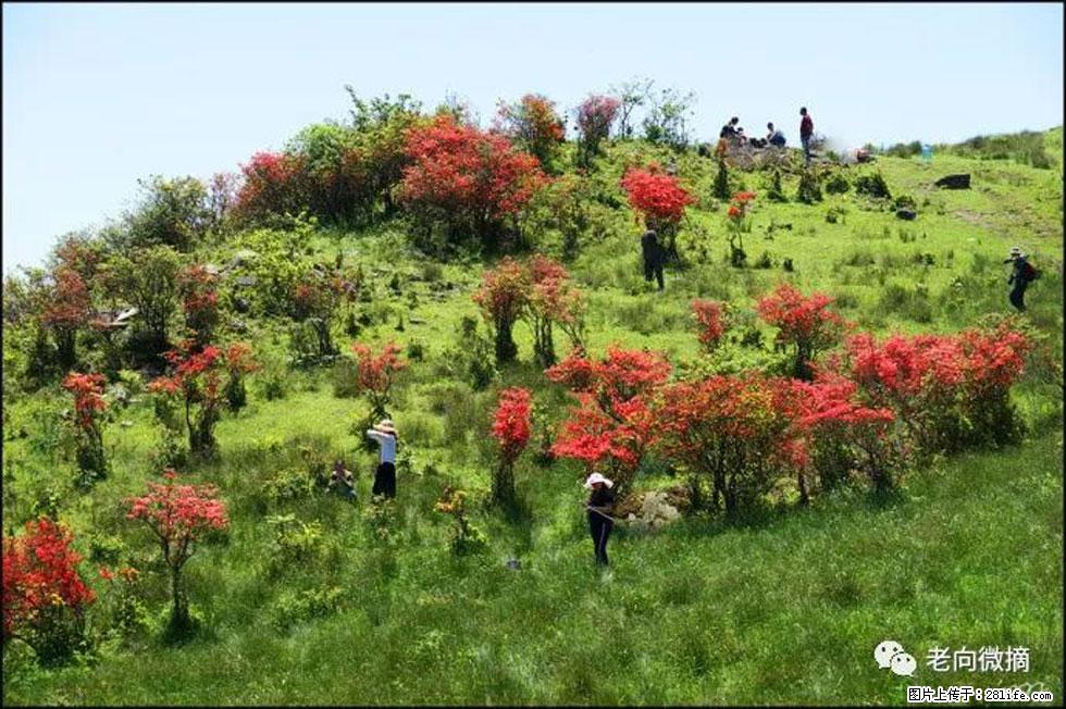 【春天，广西桂林灌阳县向您发出邀请！】宝盖山上映山红 - 游山玩水 - 天水生活社区 - 天水28生活网 tianshui.28life.net