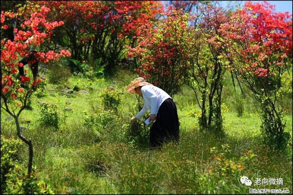 【春天，广西桂林灌阳县向您发出邀请！】宝盖山上映山红 - 游山玩水 - 天水生活社区 - 天水28生活网 tianshui.28life.net