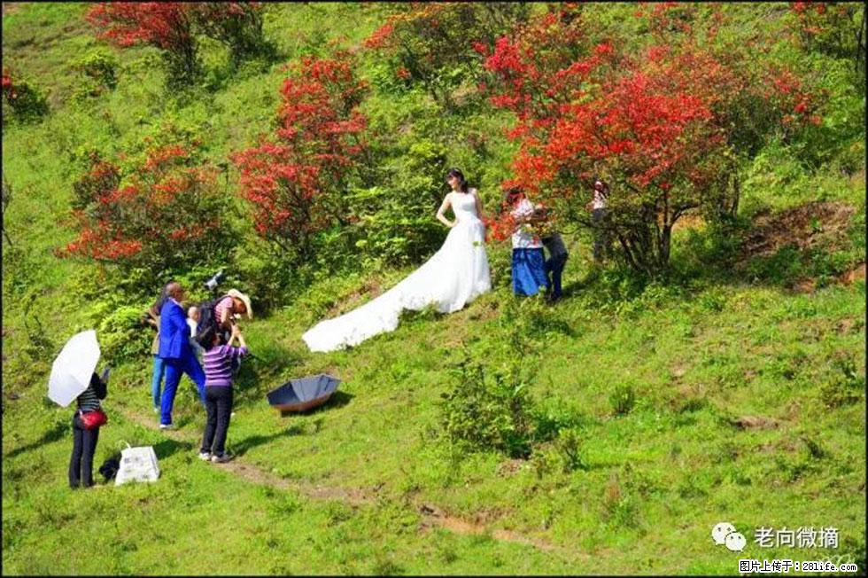 【春天，广西桂林灌阳县向您发出邀请！】宝盖山上映山红 - 游山玩水 - 天水生活社区 - 天水28生活网 tianshui.28life.net