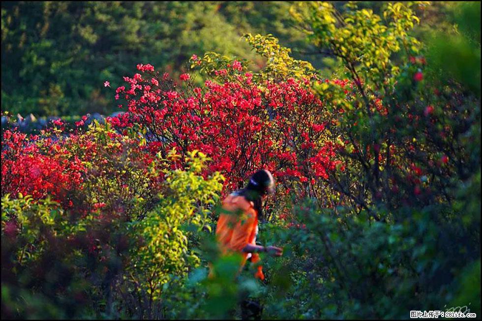 【春天，广西桂林灌阳县向您发出邀请！】春木界上映山红 - 游山玩水 - 天水生活社区 - 天水28生活网 tianshui.28life.net