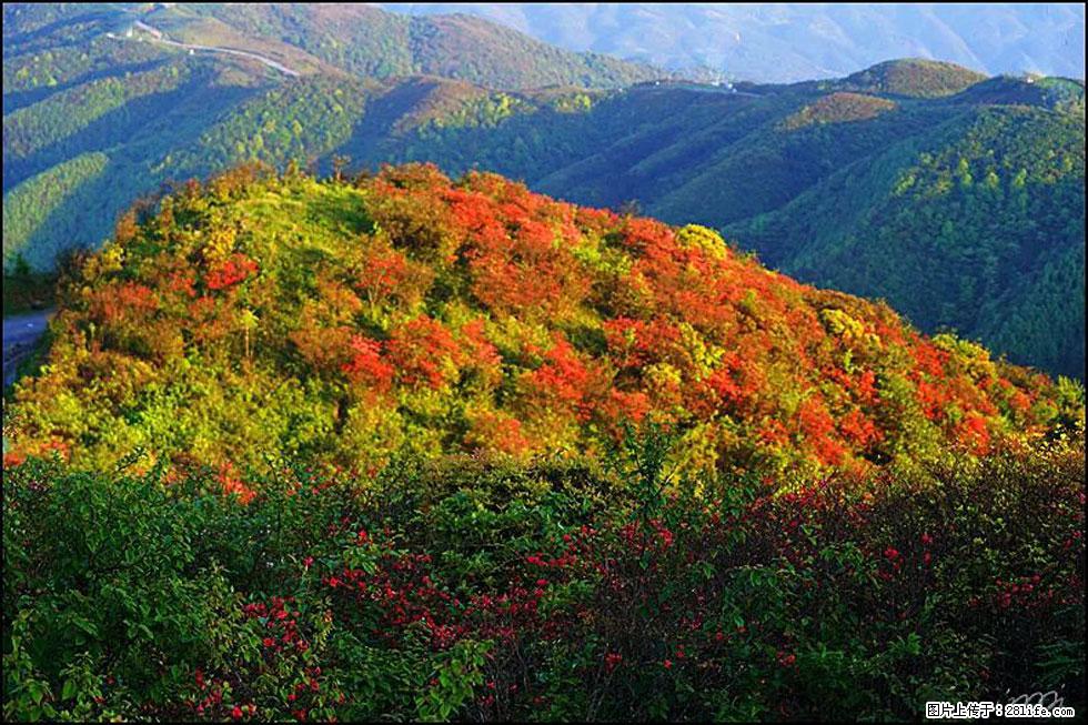 【春天，广西桂林灌阳县向您发出邀请！】春木界上映山红 - 游山玩水 - 天水生活社区 - 天水28生活网 tianshui.28life.net