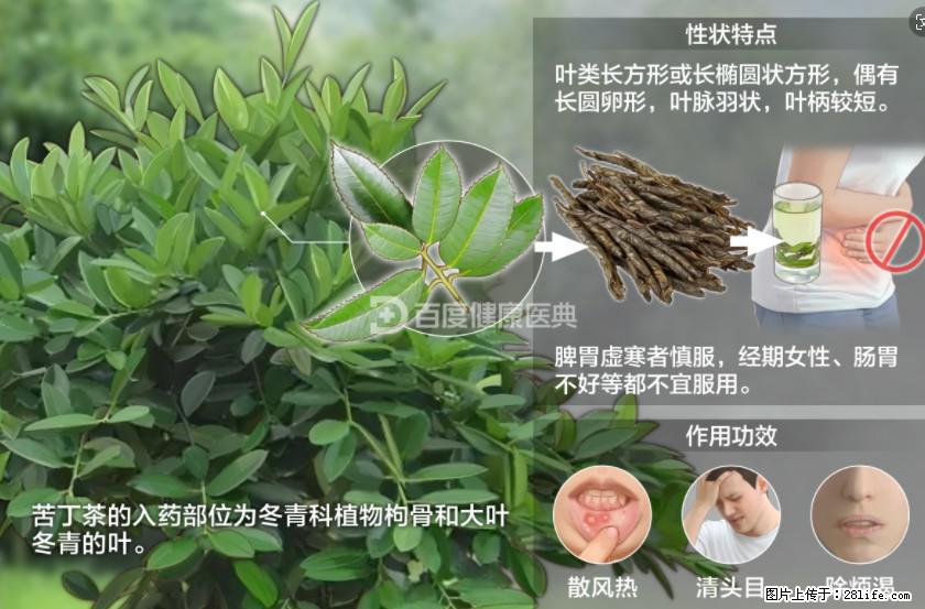 苦丁茶有哪些功效和作用 - 生活百科 - 天水生活社区 - 天水28生活网 tianshui.28life.net