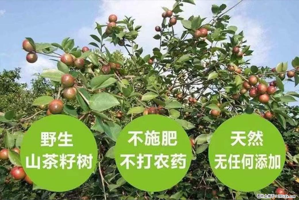 【灌阳县油茶产业示范区】一个有着充实的精神生活的人，对待身外之物自会有一种淡泊的态度 - 土特产 - 饮食特产 - 天水分类信息 - 天水28生活网 tianshui.28life.net