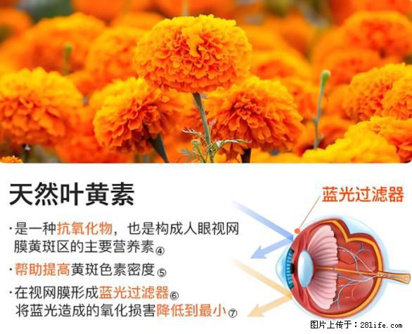 叶黄素有什么功效和作用 - 生活百科 - 天水生活社区 - 天水28生活网 tianshui.28life.net