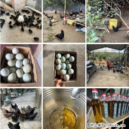 油茶园从小鸡仔开始养起的纯土鸡、土鸡蛋可以预定啦！还有前几天刚榨的纯山茶油哦 - 美食天地 - 天水生活社区 - 天水28生活网 tianshui.28life.net