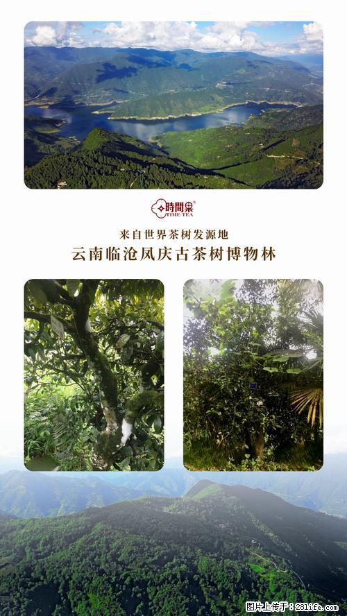 时间果百年古树2025年春红茶 - 购物交流 - 天水生活社区 - 天水28生活网 tianshui.28life.net