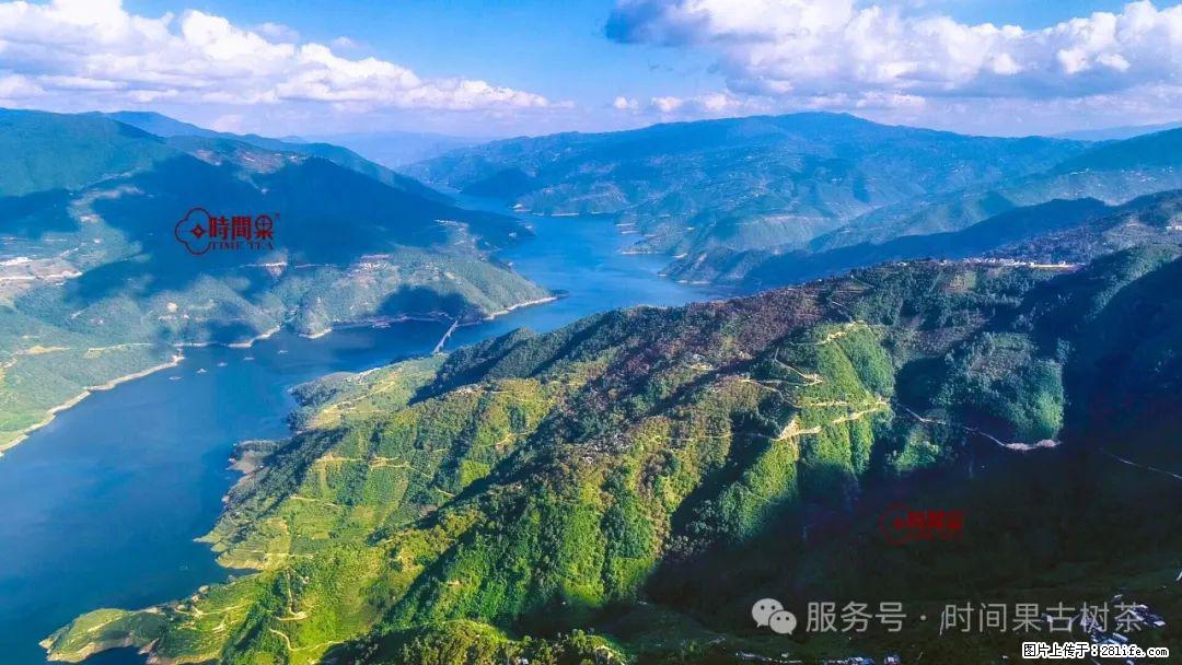 时间果百年古树龙珠普洱生茶 - 购物交流 - 天水生活社区 - 天水28生活网 tianshui.28life.net