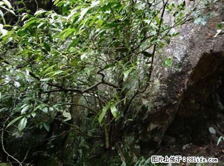 平乐石崖茶，珍贵仅次于金花茶 - 天水生活资讯 - 天水28生活网 tianshui.28life.net
