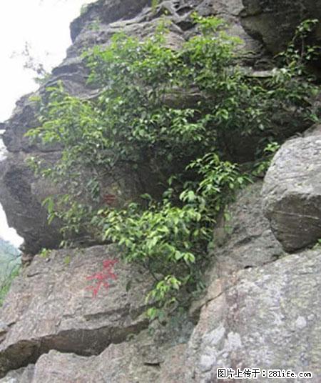 平乐石崖茶，珍贵仅次于金花茶 - 天水生活资讯 - 天水28生活网 tianshui.28life.net