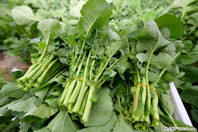 这些蔬菜是“天然钙片”，这6种被医生重点推荐 - 天水生活资讯 - 天水28生活网 tianshui.28life.net
